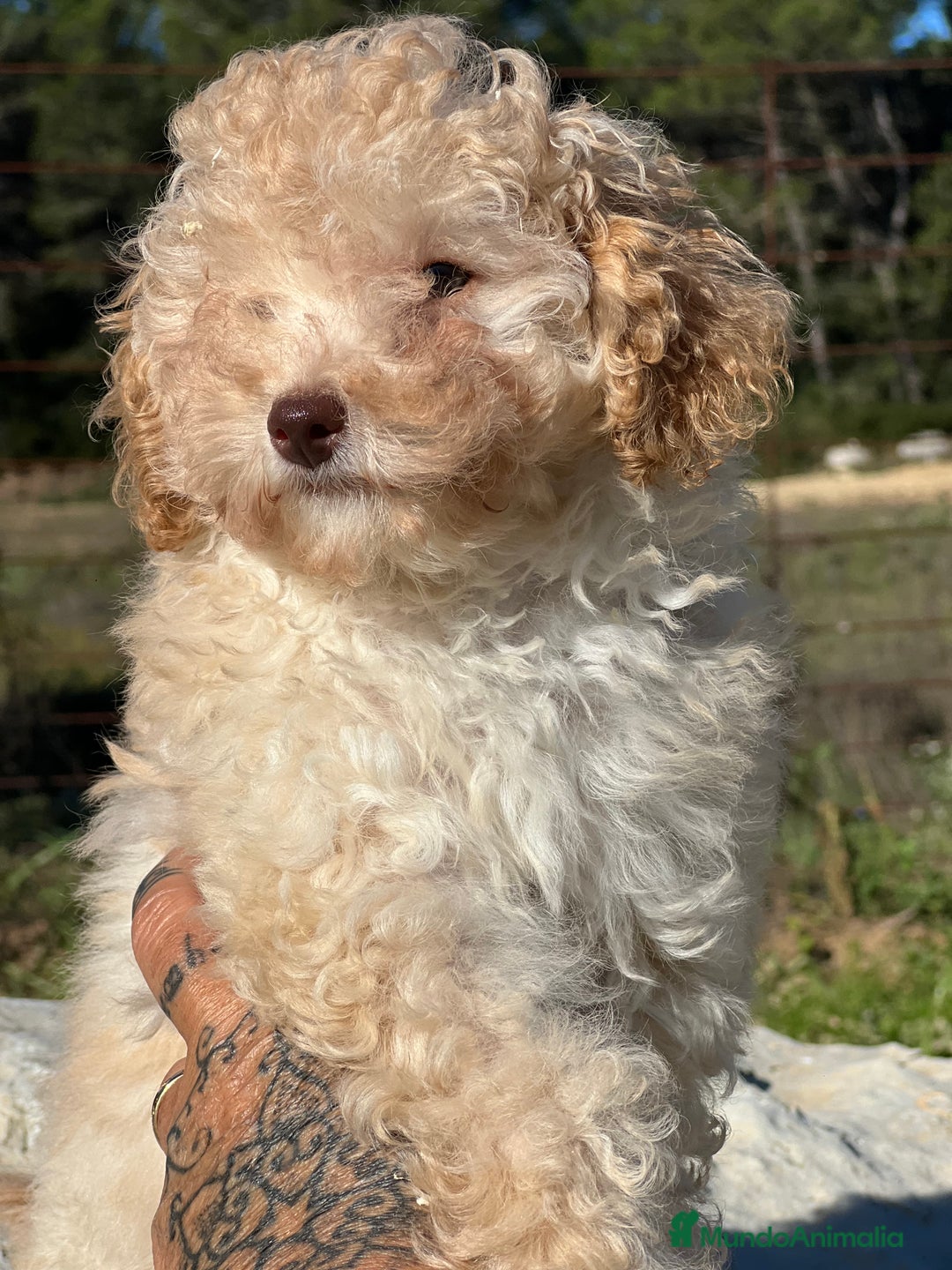 Maltipoo perros en venta: Maltipoo hembra toy  - Imagen 2