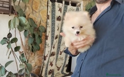 Pomerania perros en venta: Pomerania toy  - Imagen 1