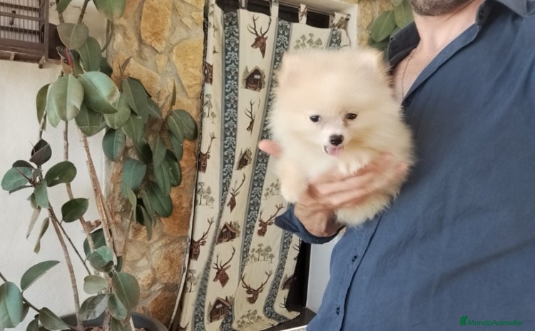 Pomerania perros - Propaganda 1