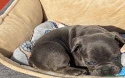 Bulldog Francés perros en venta: Bulldog francés Blue an tan  - Anuncio 4