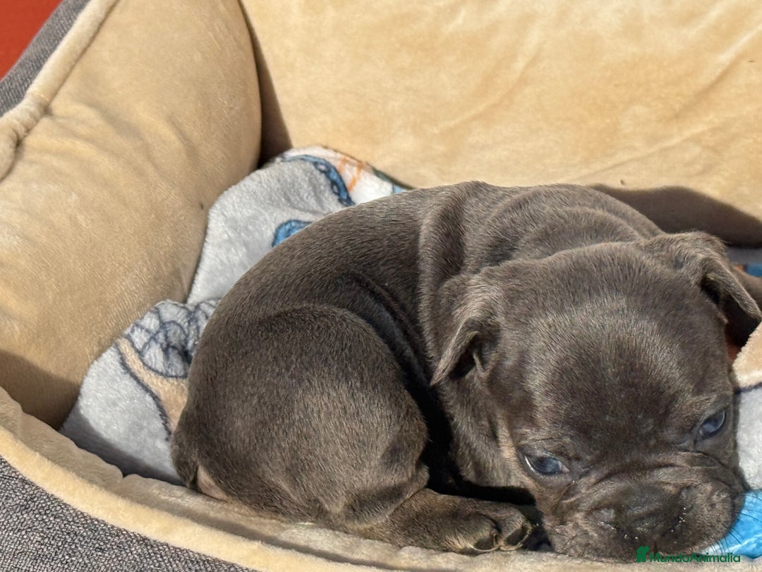 Bulldog Francés perros en venta: Bulldog francés Blue an tan  - Anuncio 4