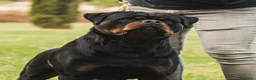 Rottweiler perros en venta: Rottwieler  - Anuncio 6