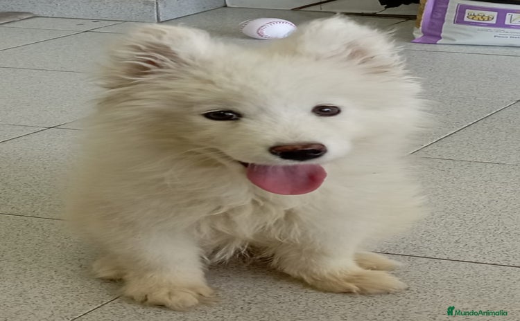 Samoyedo perros SAMOYEDO - Anuncio 6