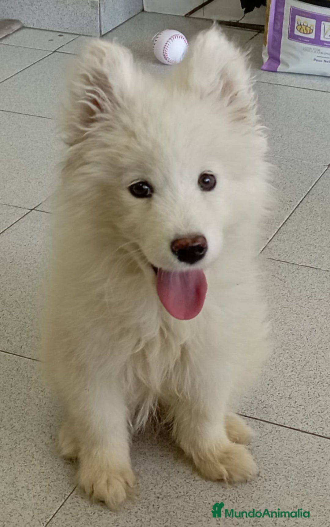 Samoyedo perros en venta: SAMOYEDO - Anuncio 1
