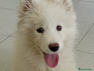 Samoyedo perros SAMOYEDO - Anuncio 6