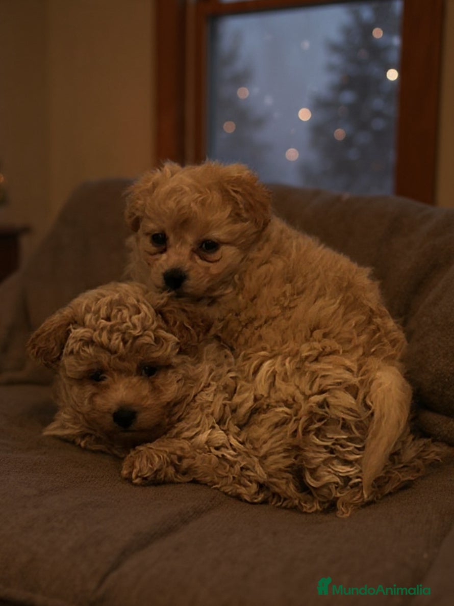 Maltipoo perros Maltipoo mini  - Anuncio 3