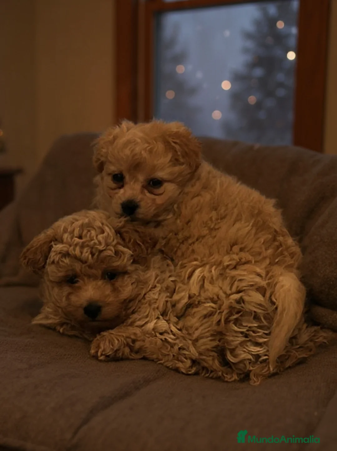 Maltipoo perros en venta: Maltipoo mini  - Anuncio 1