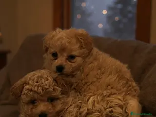 Maltipoo perros Maltipoo mini - Anuncio 3