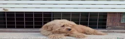 Maltipoo perros en venta: Maltipoo - Anuncio 3