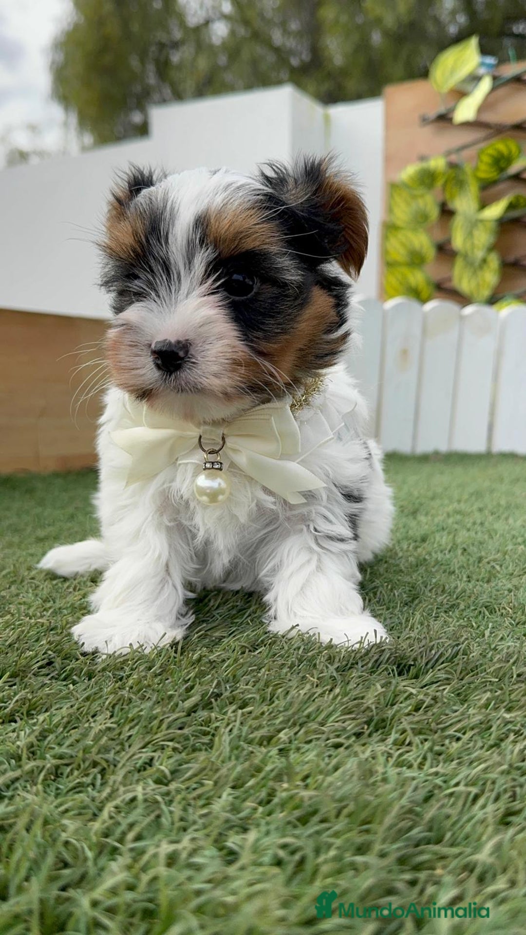 Yorkshire Terrier perros en venta: YORKSHIRE BIEWER - Anuncio 9