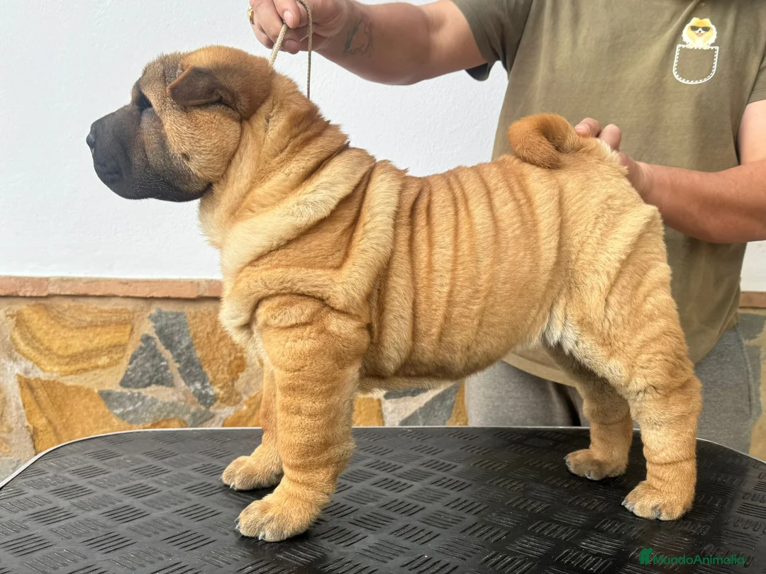 Shar Pei perros en venta: CACHORROS SHAR PEI en Málaga - Anuncio 9