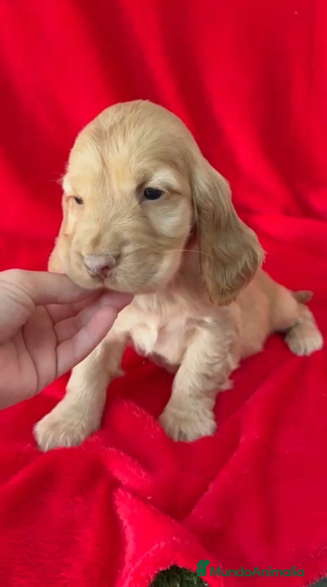Cocker Spaniel Inglés perros en venta: Cocker Spaniel  - Anuncio 1