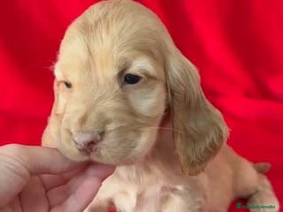 Cocker Spaniel Inglés perros Cocker Spaniel - Anuncio 8