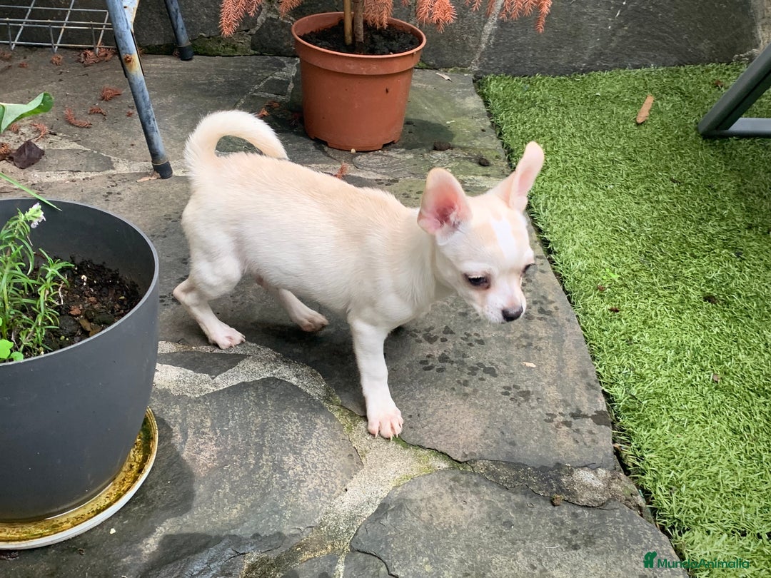 Chihuahua perros en venta: Cachorros chihuahua  - Anuncio 10