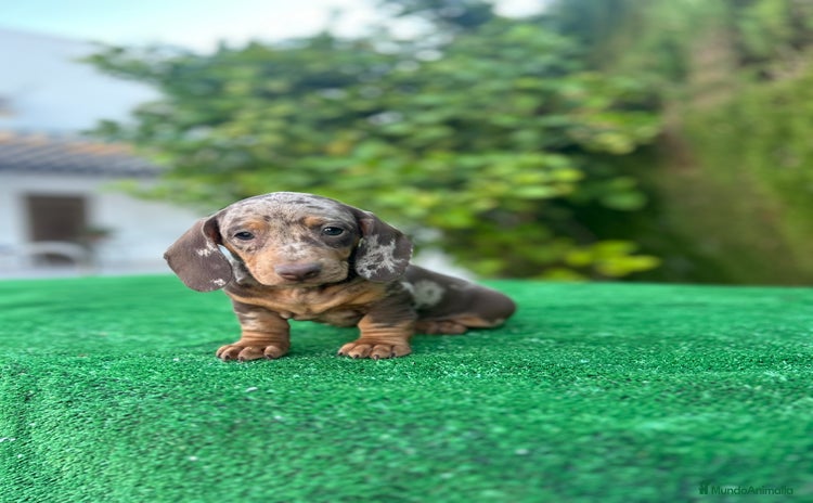 Teckel Miniatura perros - Anuncio 1