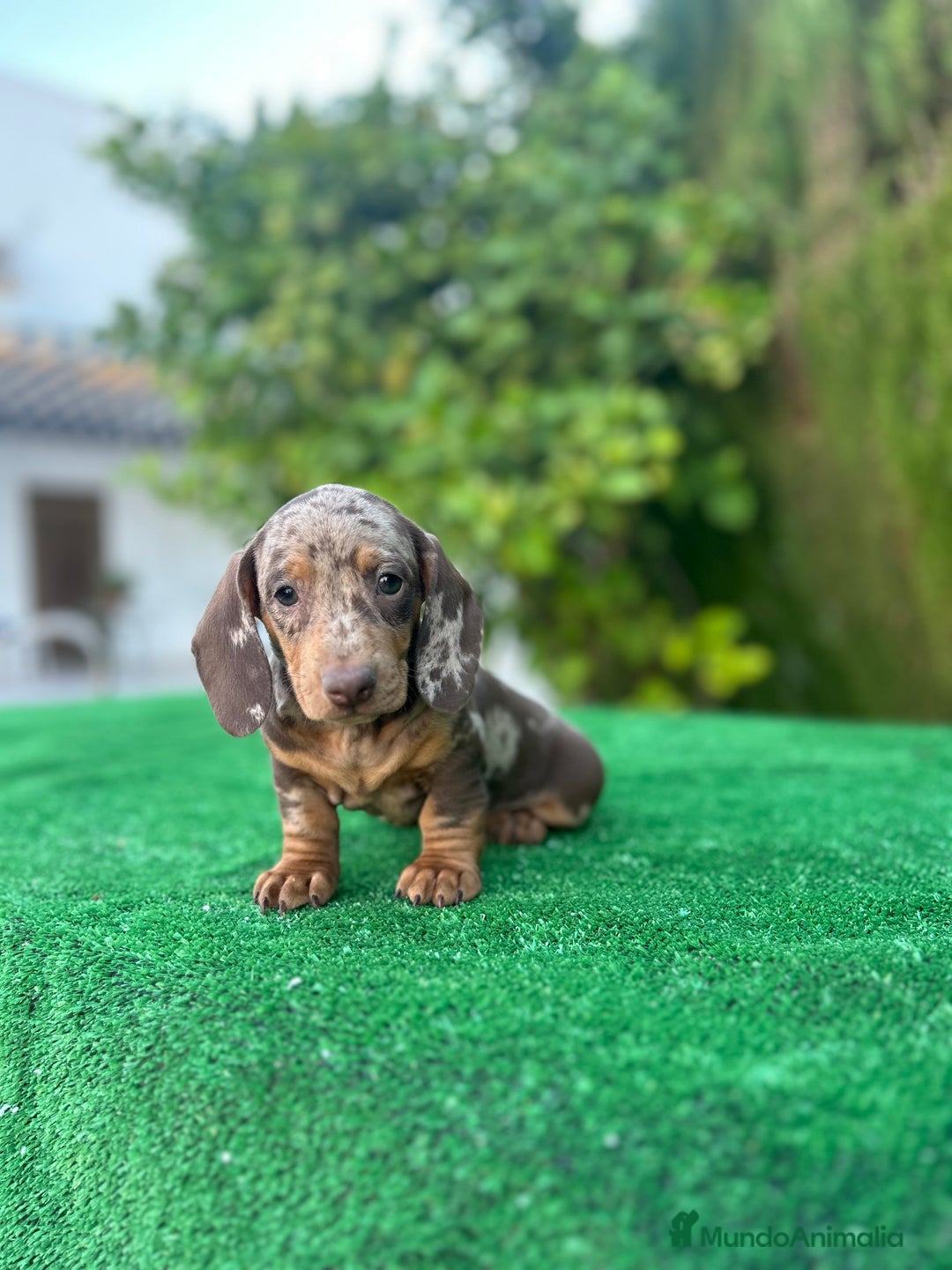 Teckel Miniatura perros en venta: teckel arlequin chocolate  - Imagen 1