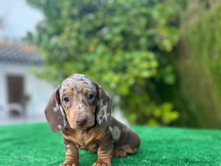 Teckel Miniatura perros - Anuncio 22