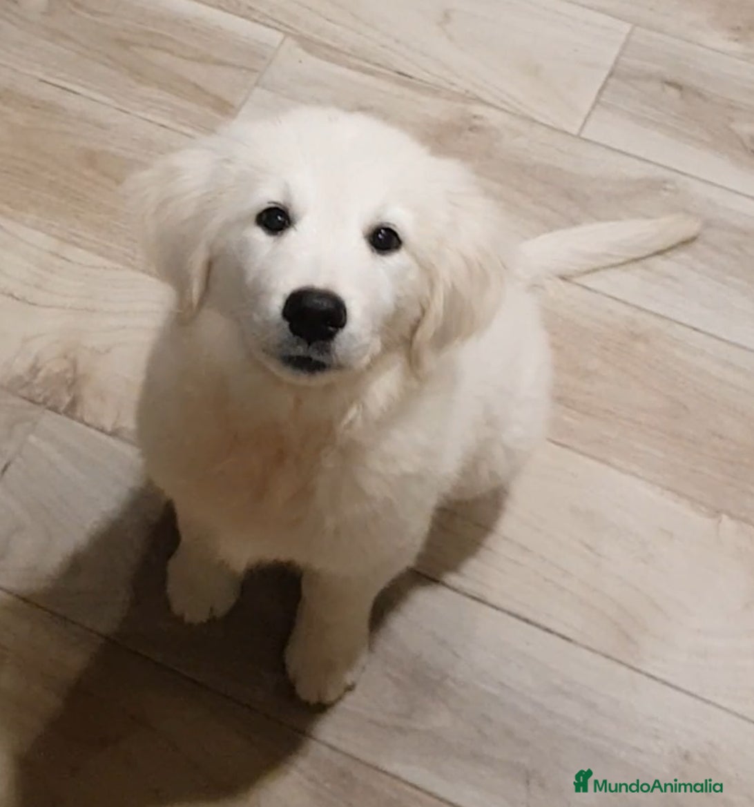 Golden Retriever perros Cachorros Golden Retriever - Anuncio 4