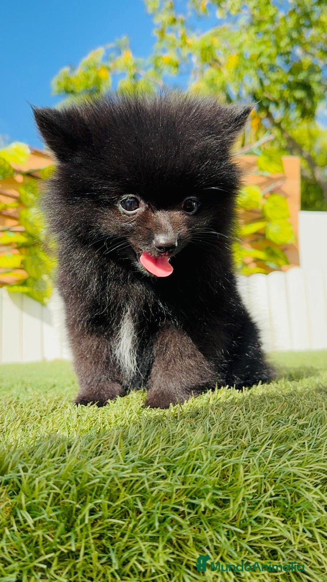 Pomerania perros en venta: POMERANIA HEMBRA - Imagen 8