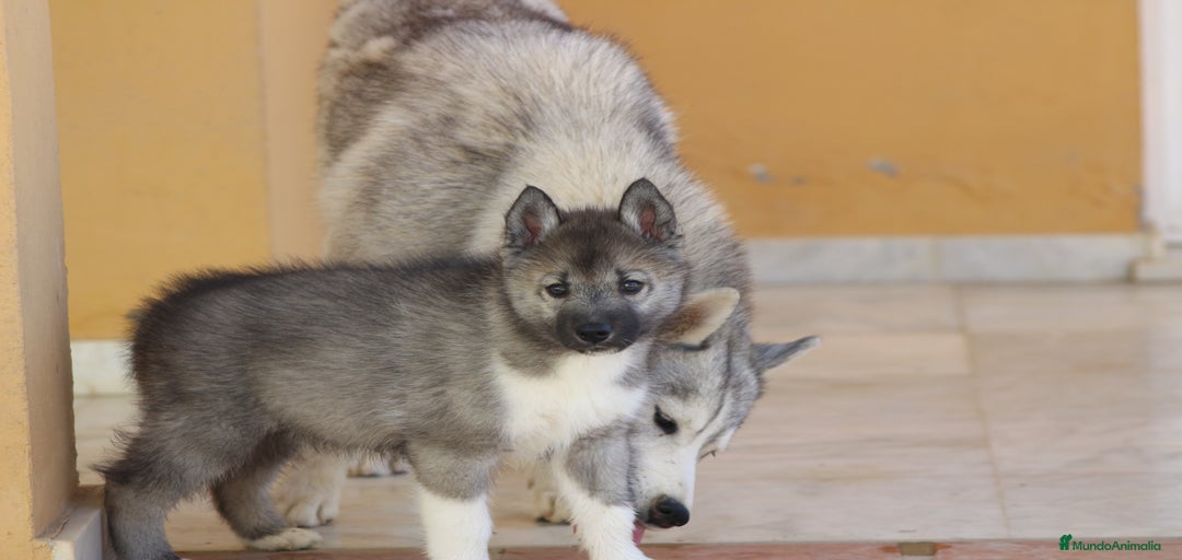 Imagen de galería {{count}}