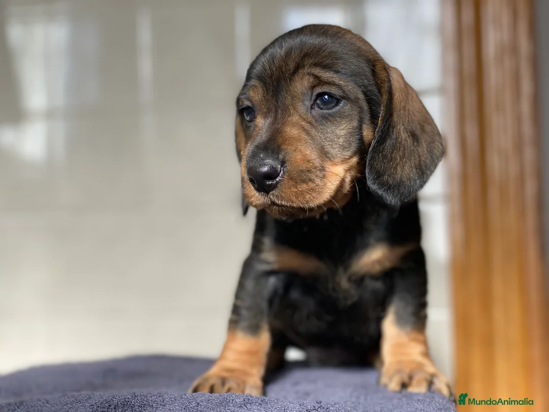 Teckel Miniatura perros en venta: Teckel. !  en Ciudad Real - Anuncio 3