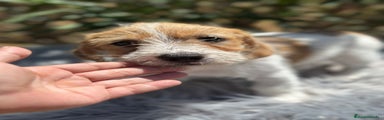 Jack Russell Terrier Cachorro 1