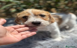 Jack Russell Terrier perros en venta: Jack Russell broken - Imagen 3
