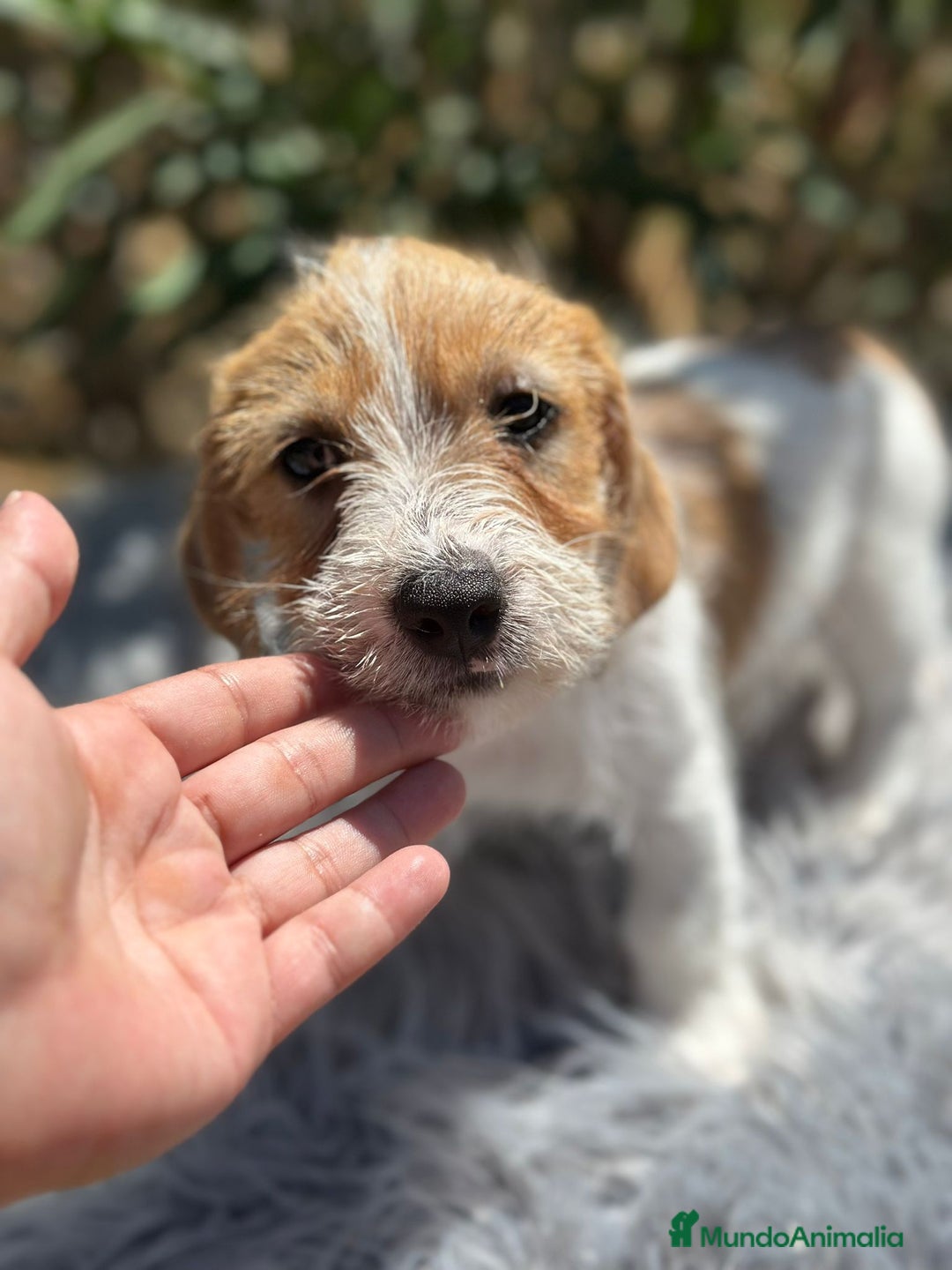 Jack Russell Terrier perros en venta: Jack Russell broken - Imagen 3