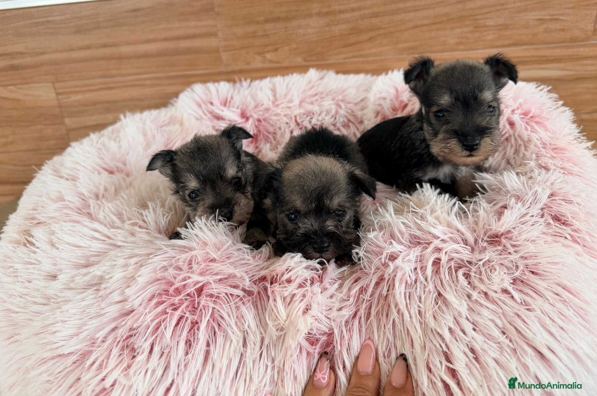 Schnauzer Miniatura perros Schnauzer mini  - Anuncio 2