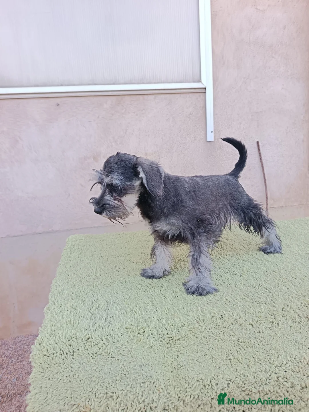 Schnauzer Miniatura perros en venta: Schnauzer miniatura - Anuncio 2
