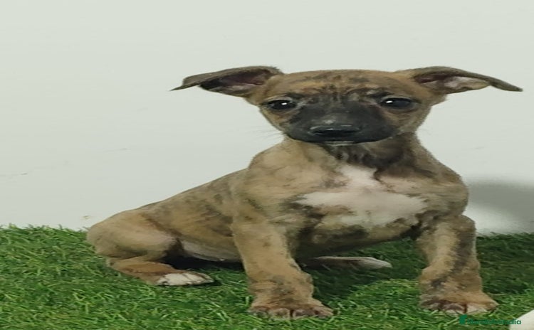 Whippet perros - Propaganda 2