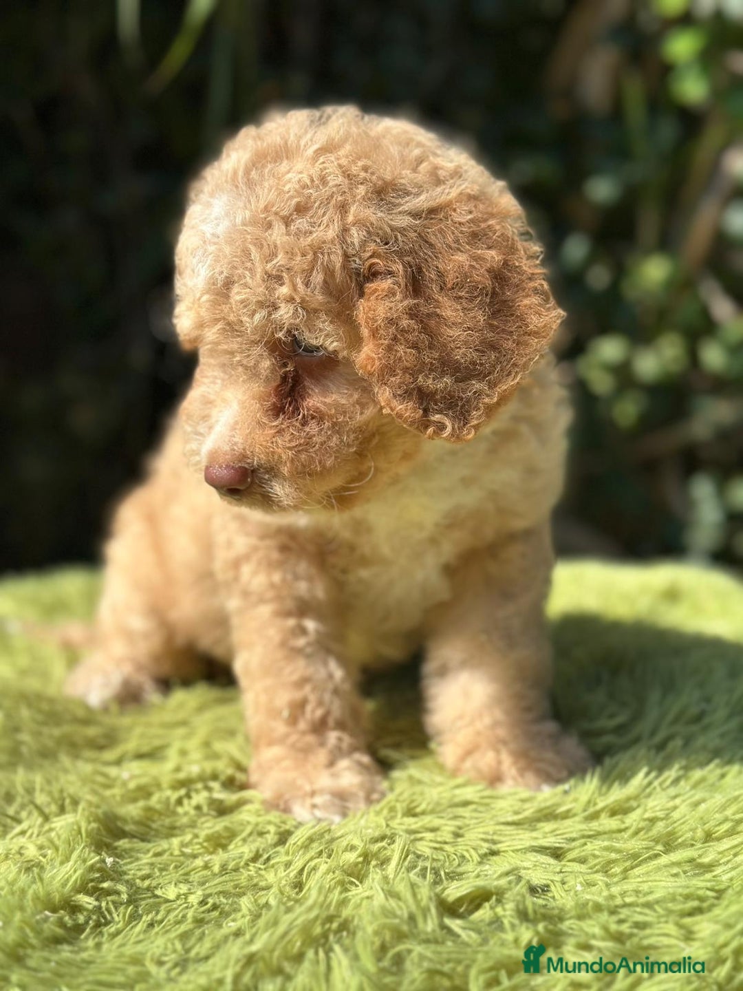 Perro de Agua Español perros en venta: Pdae de ojos verdes   - Imagen 1