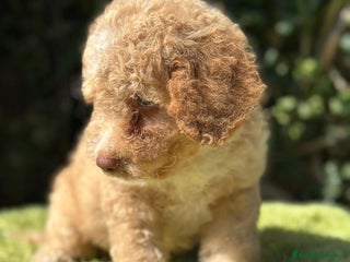 Perro de Agua Español perros - Anuncio 3