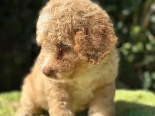 Perro de Agua Español perros Pdae de ojos verdes - Anuncio 27