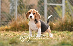 Beagle perros en venta: Beagle tricolor - Imagen 5