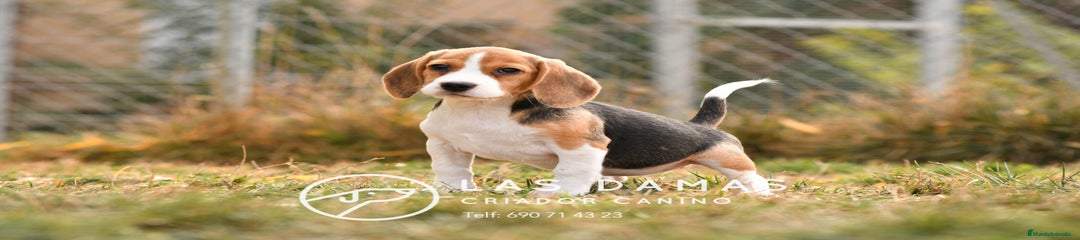 Beagle hembra 1