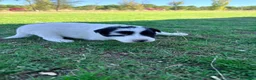 Border Collie perros en venta: Border collie - Anuncio 4