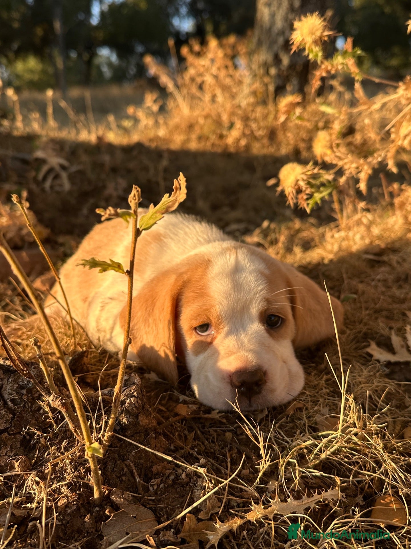 Beagle perros Beagle Bicolor - Anuncio 1