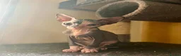 Sphynx gatos en venta: Sphyn hembra exclusiva  - Anuncio 4