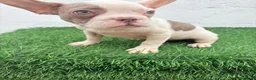 Bulldog Francés perros en venta: Bulldog frances  - Anuncio 17