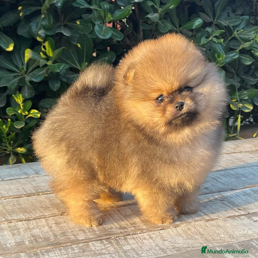 Pomerania perros en venta: POMERANIAS MINIATURAS!! LOS MEJORES en Málaga - Anuncio 8