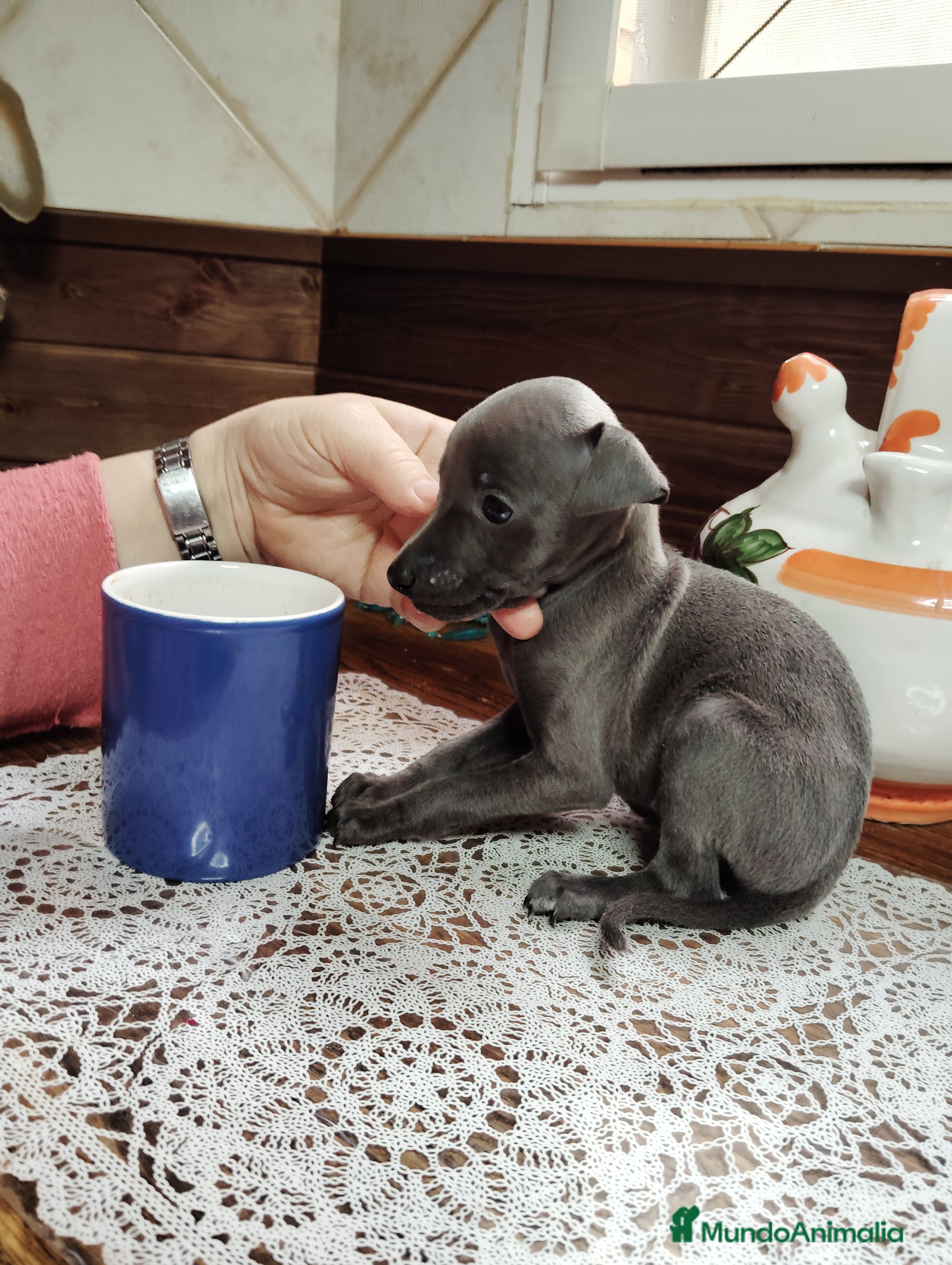 Pequeño Lebrel Italiano perros Venta galgo italiano - Anuncio 2
