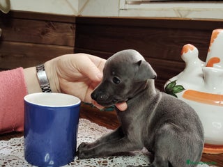 Pequeño Lebrel Italiano perros Venta galgo italiano - Anuncio 30