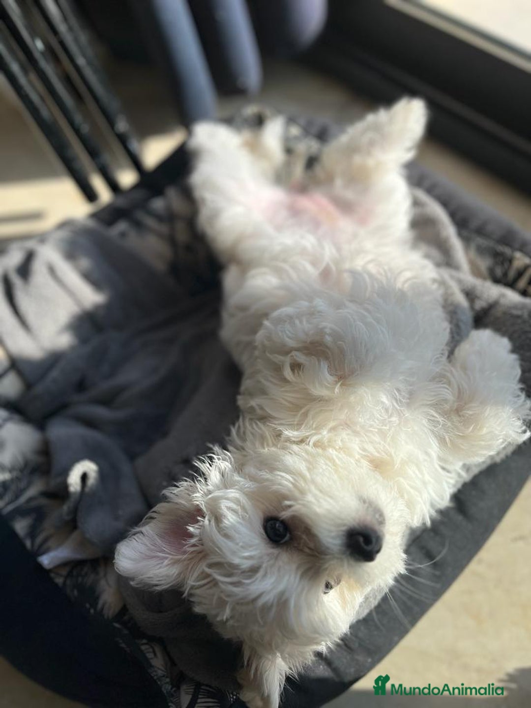 Bichón Maltés perros en venta: preciosos Bichon Maltés - Imagen 7