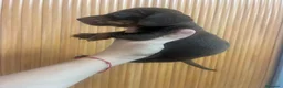 Teckel Miniatura perros en venta: Excelentes Teckel Kaninchen Chocolate. 601144783 - Anuncio 2