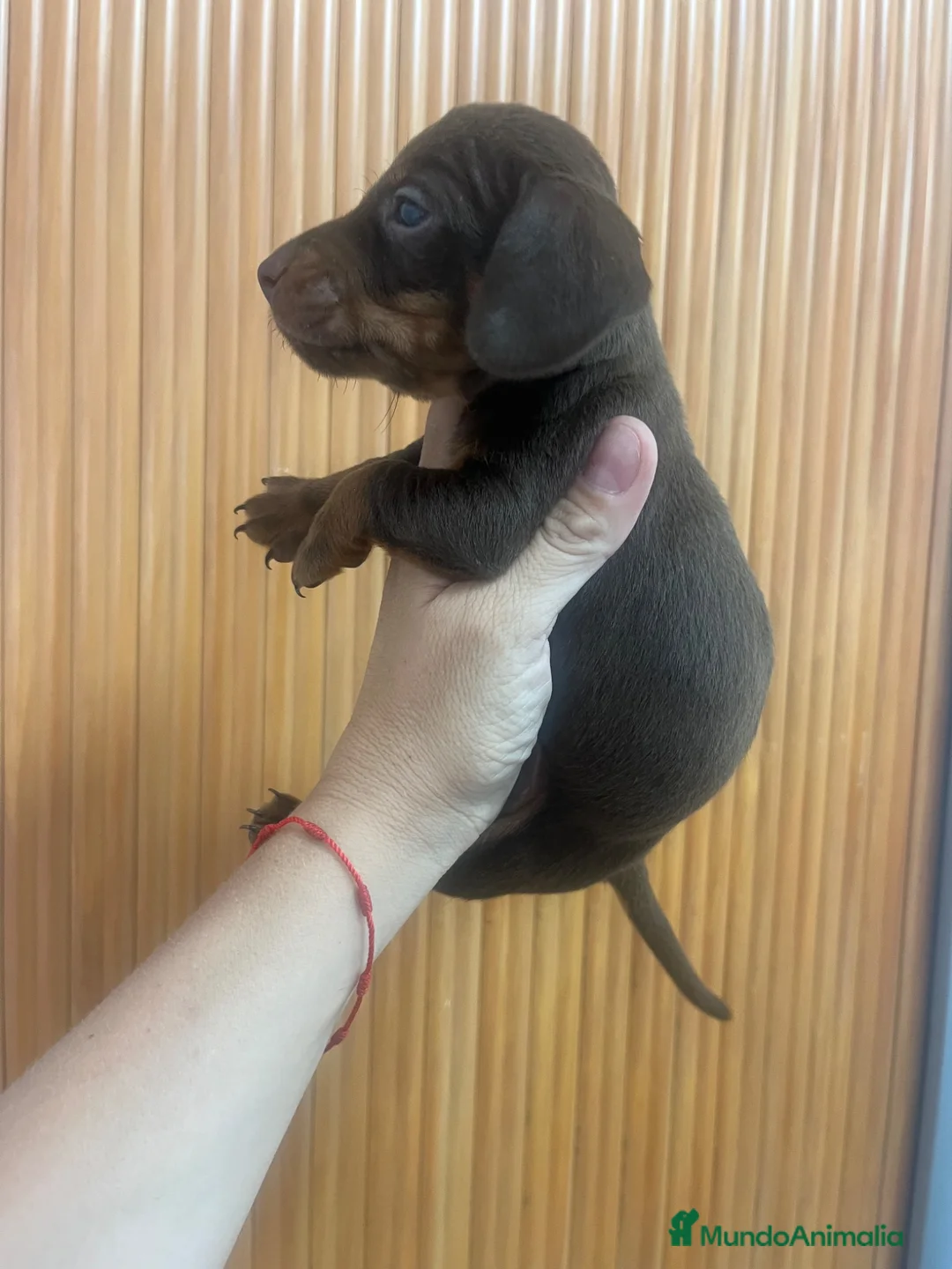 Teckel Miniatura perros en venta: Excelentes Teckel Kaninchen Chocolate. 601144783 - Anuncio 2
