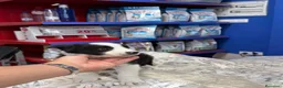 Border Collie perros en venta: Border collie 350€ PRECIO REAL cachorros Valencia - Anuncio 7