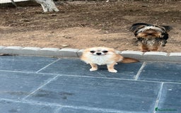 Pomchi perros en venta: Pomchi hembra  - Imagen 1