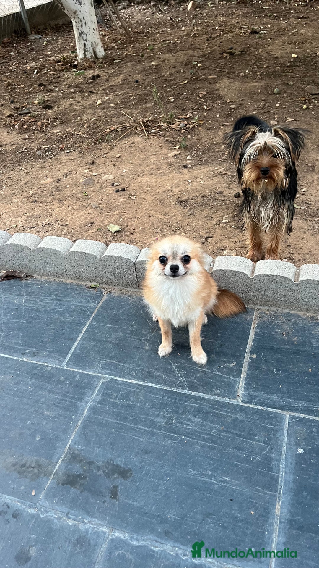 Pomchi perros en venta: Pomchi hembra  - Imagen 1