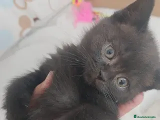 Británico de Pelo Corto gatos Machito de British de pelo corto chocolate - Anuncio 4